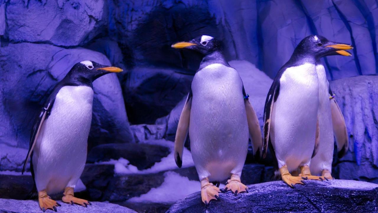 Crowne Plaza Florya Istanbul By Ihg Ξενοδοχείο Εξωτερικό φωτογραφία Penguins at the zoo